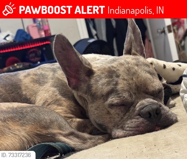 Lost Male Dog last seen English, Indianapolis, IN 46203