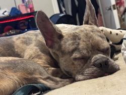 Lost Male Dog last seen English, Indianapolis, IN 46203
