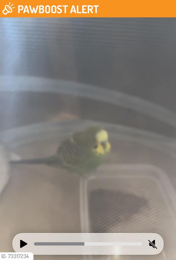 Found/Stray Unknown Bird last seen Hunt club lane and Malin road, Newtown Square, PA 19073