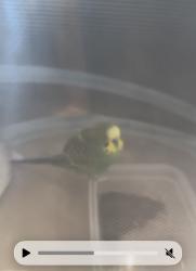 Found/Stray Unknown Bird last seen Hunt club lane and Malin road, Newtown Square, PA 19073