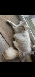 Reunited Male Cat last seen 67th st se, Auburn, WA 98092