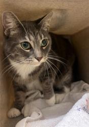 Shelter Stray Female Cat last seen MACK RD & CENTER PKWY, 2127 Front St, Sacramento, CA 95818, USA