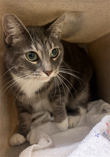 Shelter Stray Female Cat last seen MACK RD & CENTER PKWY, 2127 Front St, Sacramento, CA 95818, USA