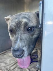 Shelter Stray Male Dog last seen COLFAX ST & ARDEN WAY, 2127 Front St, Sacramento, CA 95818, USA