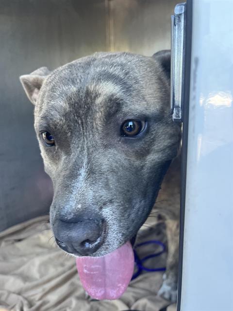 Shelter Stray Male Dog last seen COLFAX ST & ARDEN WAY, 2127 Front St, Sacramento, CA 95818, USA