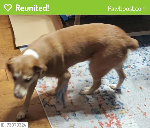 Reunited Male Dog last seen Near Summer Ln Liberty SC 29657, Liberty, SC 29657
