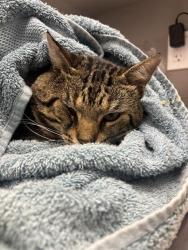 Shelter Stray Male Cat last seen Near, 2600 S Harding St, Indianapolis, IN 46221, USA