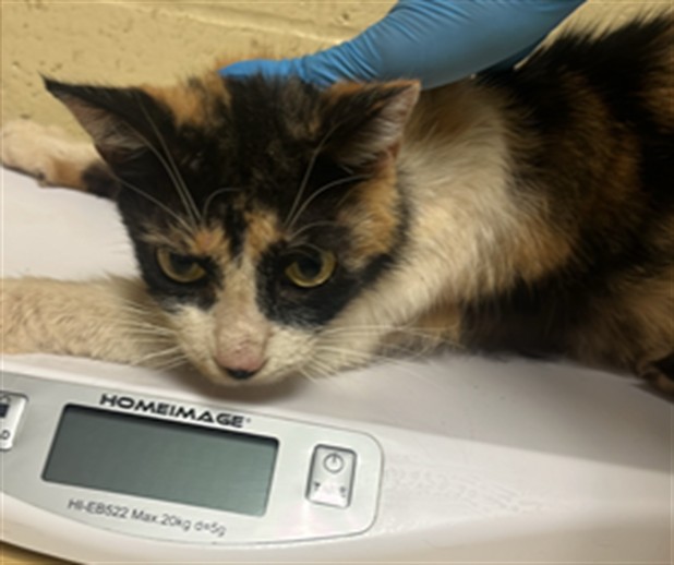 Shelter Stray Female Cat last seen FRONT ST & NEASHAM CIR, 2127 Front St, Sacramento, CA 95818, USA