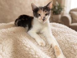 Shelter Stray Female Cat last seen , 957 N Gaffey St, San Pedro, CA 90731, USA