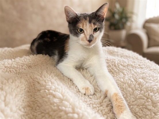 Shelter Stray Female Cat last seen , 957 N Gaffey St, San Pedro, CA 90731, USA