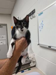 Shelter Stray Male Cat last seen OFALLON, 4850 Mid Rivers Mall Dr, St Peters, MO 63376, USA