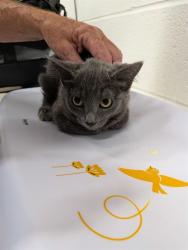 Shelter Stray Female Cat last seen COTTLEVILLE, 4850 Mid Rivers Mall Dr, St Peters, MO 63376, USA