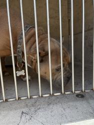 Shelter Stray Male Dog last seen Near BLOCK N 38TH ST, 3528 Newburg Rd, Louisville, KY 40218, USA