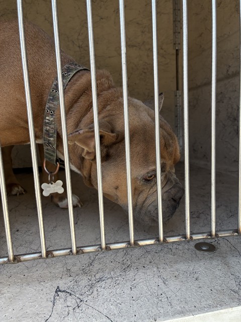 Shelter Stray Male Dog last seen Near BLOCK N 38TH ST, 3528 Newburg Rd, Louisville, KY 40218, USA