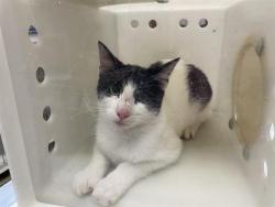 Shelter Stray Unknown Cat last seen Near BLOCK S 24TH ST - TRAP, 3839 W Burnham St, West Milwaukee, WI 53215, USA