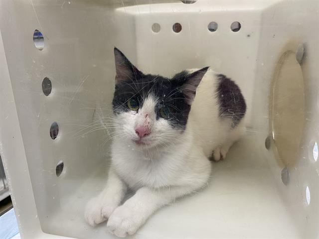 Shelter Stray Unknown Cat last seen Near BLOCK S 24TH ST - TRAP, 3839 W Burnham St, West Milwaukee, WI 53215, USA