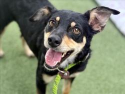 Shelter Stray Female Dog last seen , 11361 W Pico Blvd, Los Angeles, CA 90064, USA