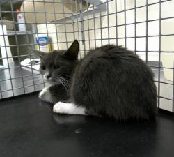 Shelter Stray Unknown Cat last seen , 232 Eslinger Way, Sanford, FL 32773, USA