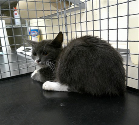 Shelter Stray Unknown Cat last seen , 232 Eslinger Way, Sanford, FL 32773, USA
