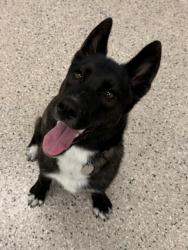 Shelter Stray Male Dog last seen Near BLOCK REMINGTON DR, 12155 Park Blvd, Brighton, CO 80601, USA