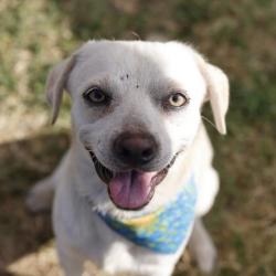Shelter Stray Male Dog last seen Near APPERSON, 4710 TX-151, San Antonio, TX 78227, USA