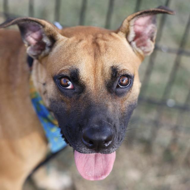 Shelter Stray Female Dog last seen Near BLOCK TACOMA, 4710 TX-151, San Antonio, TX 78227, USA