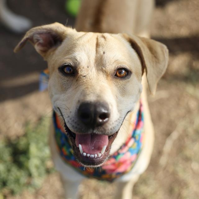 Shelter Stray Female Dog last seen Near BLOCK W GERALD, 4710 TX-151, San Antonio, TX 78227, USA