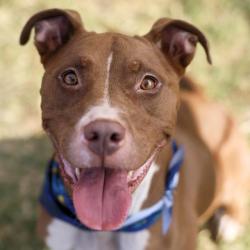 Shelter Stray Female Dog last seen Near BLOCK OF BERKSHIRE, 4710 TX-151, San Antonio, TX 78227, USA