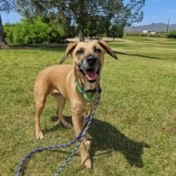 Shelter Stray Female Dog last seen , 4000 N Silverbell Rd, Tucson, AZ 85745, USA