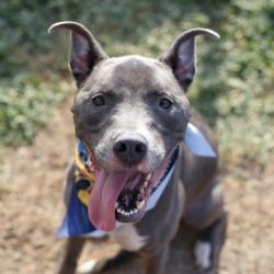 Shelter Stray Male Dog last seen Near BLOCK OF BERKSHIRE, 4710 TX-151, San Antonio, TX 78227, USA