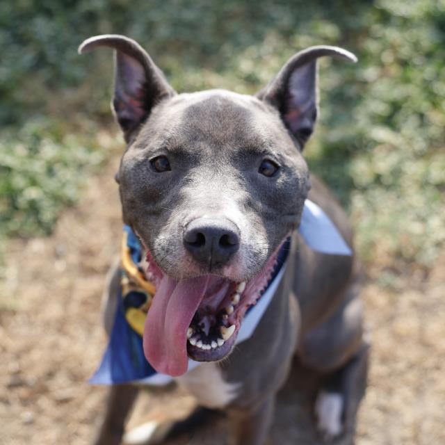 Shelter Stray Male Dog last seen Near BLOCK OF BERKSHIRE, 4710 TX-151, San Antonio, TX 78227, USA