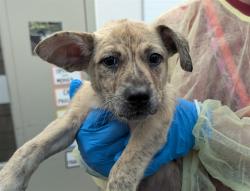 Shelter Stray Female Dog last seen , 4000 N Silverbell Rd, Tucson, AZ 85745, USA