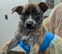Shelter Stray Female Dog last seen , 4000 N Silverbell Rd, Tucson, AZ 85745, USA