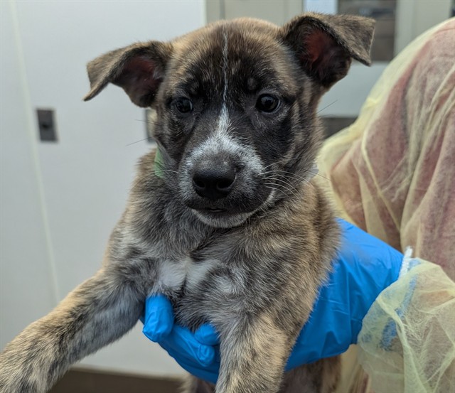 Shelter Stray Female Dog last seen , 4000 N Silverbell Rd, Tucson, AZ 85745, USA