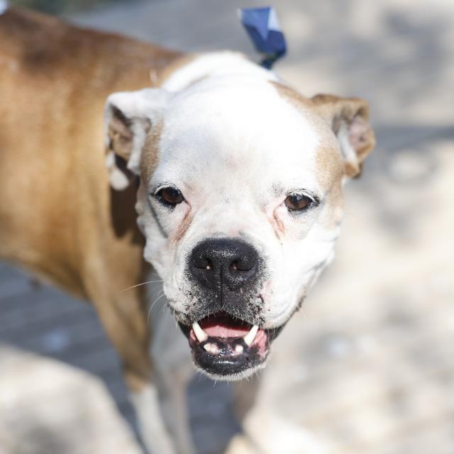 Shelter Stray Female Dog last seen Near BLOCK S CALAVERAS, 4710 TX-151, San Antonio, TX 78227, USA