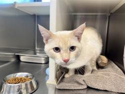 Shelter Stray Male Cat last seen Near BLOCK MCLAUGHLIN RD, PEYTON CO 80831, 610 Abbot Ln, Colorado Springs, CO 80905, USA