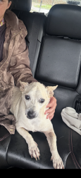 Reunited Male Dog last seen Twisted Leaf and Daisy Creek, Houston, TX 77433