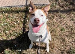 Shelter Stray Female Dog last seen Near BLOCK MILTON E PROBY PKWY, COLORADO SPRINGS CO 80916, 610 Abbot Ln, Colorado Springs, CO 80905, USA
