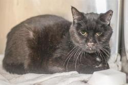 Shelter Stray Male Cat last seen CHARLOTTE, 8315 Byrum Dr, Charlotte, NC 28217, USA