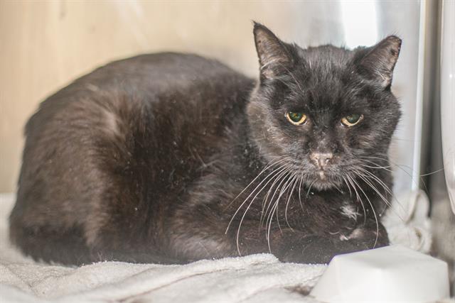 Shelter Stray Male Cat last seen CHARLOTTE, 8315 Byrum Dr, Charlotte, NC 28217, USA