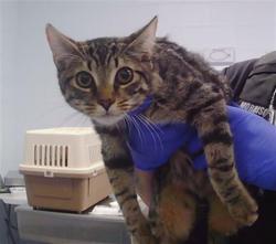 Shelter Stray Male Cat last seen CHARLOTTE, 8315 Byrum Dr, Charlotte, NC 28217, USA