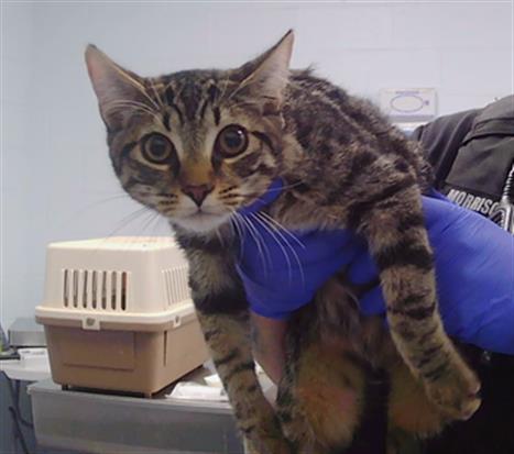 Shelter Stray Male Cat last seen CHARLOTTE, 8315 Byrum Dr, Charlotte, NC 28217, USA