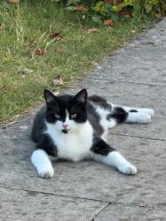 Lost Female Cat last seen Moston Manchester, off St Marys road near FC United, Greater Manchester, England M40 0AF