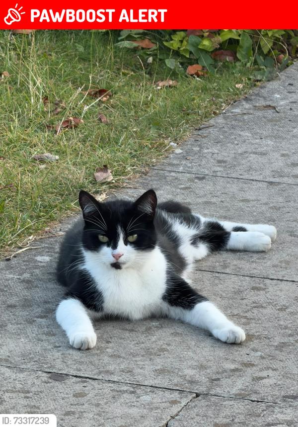Lost Female Cat last seen Moston Manchester, off St Marys road near FC United, Greater Manchester, England M40 0AF