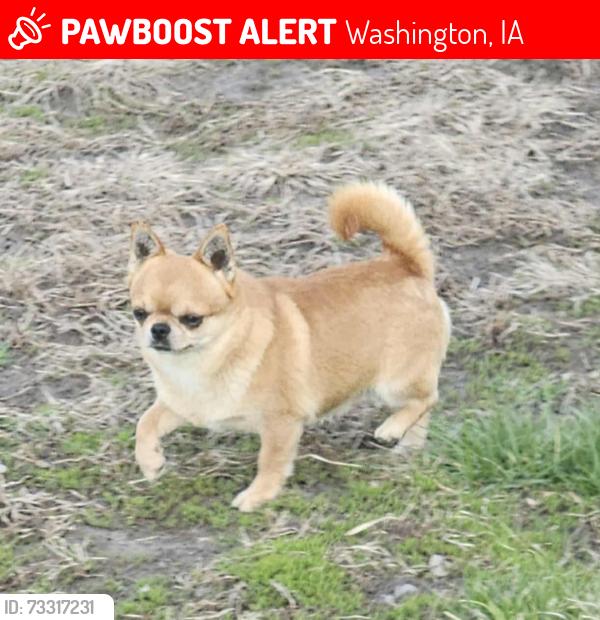 Lost Male Dog last seen 3rd Street, Washington, IA 52353