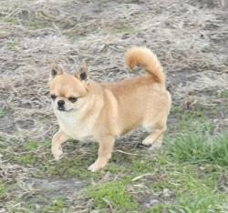 Lost Male Dog last seen 3rd Street, Washington, IA 52353