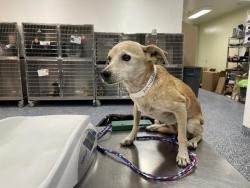 Shelter Stray Female Dog last seen Near BLOCK BAGDAD AVE, COACHELLA, CA, 72050 Pet Land Pl, Thousand Palms, CA 92276, USA