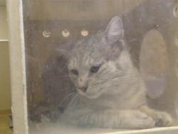 Shelter Stray Male Cat last seen IVY HILL WAY/ANTELOPE HILLS DR, ANTELOPE CA 95843, 3839 Bradshaw Rd, Sacramento, CA 95827, USA