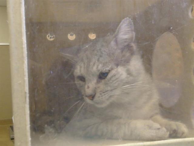 Shelter Stray Male Cat last seen IVY HILL WAY/ANTELOPE HILLS DR, ANTELOPE CA 95843, 3839 Bradshaw Rd, Sacramento, CA 95827, USA