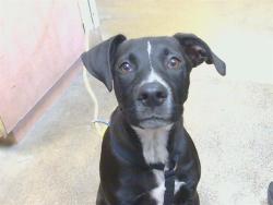 Shelter Stray Male Dog last seen WATT AVE/ELVERTA RD, ANTELOPE CA 95843, 3839 Bradshaw Rd, Sacramento, CA 95827, USA